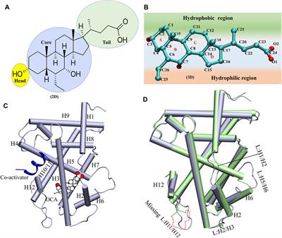 Conformational Characterization of the Co-Activator Binding Site Revealed the Mechanism to Achieve the Bioactive State of FXR